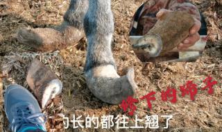 修驴蹄子有什么好看的?