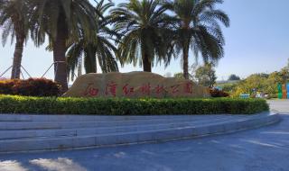 红树林为什么叫红树林